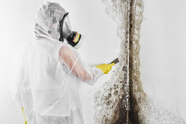 Best Bathroom Mold Remediation in Mokena, IL
