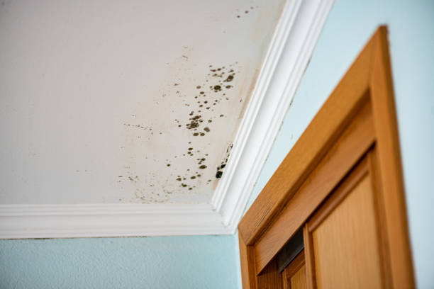 Professional Mold Remediation in Mokena, IL