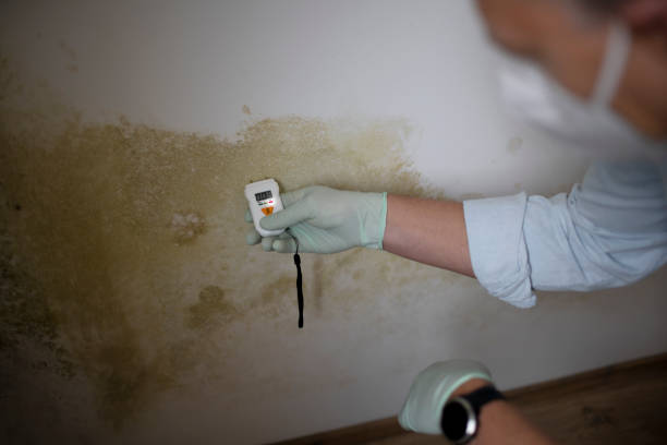 Best Emergency Mold Remediation in Mokena, IL