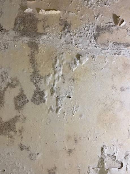 Best Mold Testing and Inspection Services in Mokena, IL