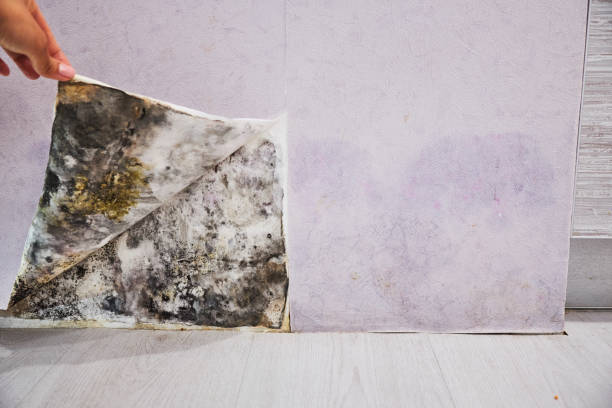 Best Residential Mold Remediation in Mokena, IL